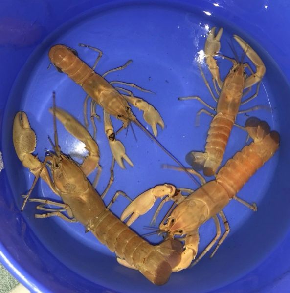 Apricot Lobster Fishonlinerus