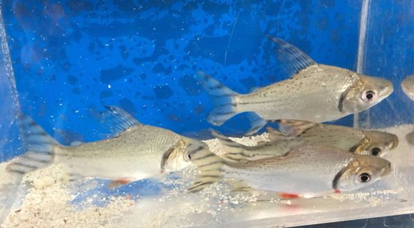 Red Fin Prochilodus Fish Live Freshwater Fish Wild 