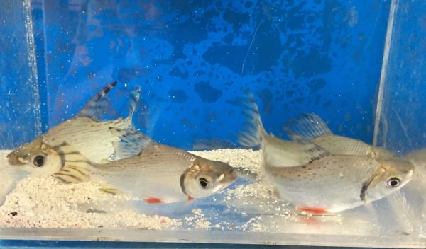Red Fin Prochilodus Fish Live Freshwater Fish Wild 