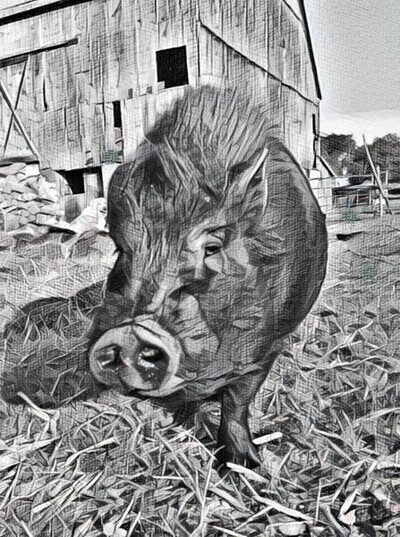 Montlhy Cards For Charity | $2.00 Donation to | HEARTS ON NOSES A MINI PIG SANCTUARY