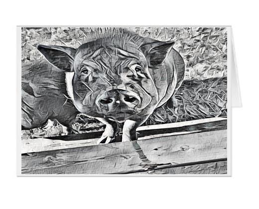 #F33| Around The Farm Greeting Cards | Oppie The Pot Belly Pig