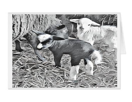 #F48| Around The Farm Greeting Cards | Baby Lambs Twin Girls