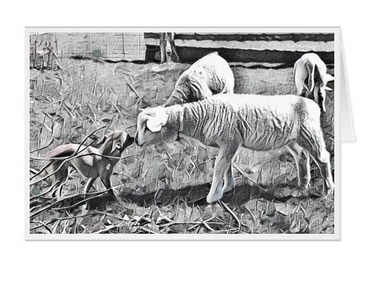 #F49| Around The Farm Greeting Cards | Chihuahua and Lamb Noses