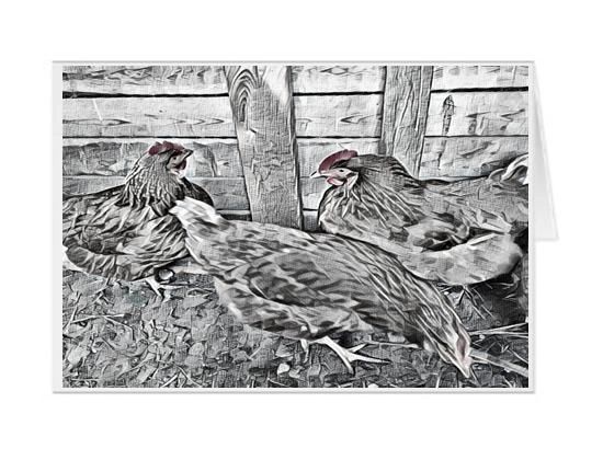#F51| Around The Farm Greeting Cards | Laying Hens - Ontario Canada