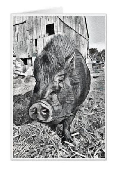 #F31| Around The Farm Greeting Cards | Bubba The Pot Belly Pig | Ontario Canada