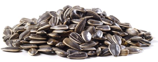 Sunflower Sprout Seeds Black Oil Organic Non GMO Kingston Ontario.