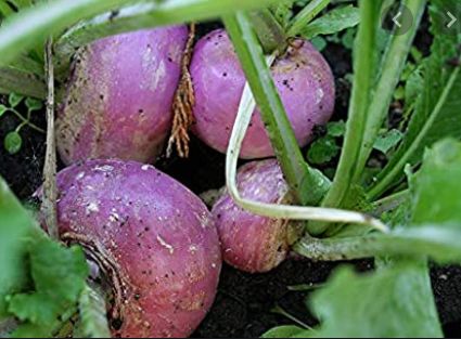 Turnip Seeds Kingston Ontario - Purple Top Summer Turnip