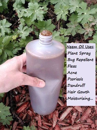 Neem Oil Kingston Ontario Canada Neem Oil For Plants & Cosmetics