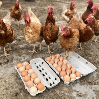 Farm Eggs Yarker Ontario