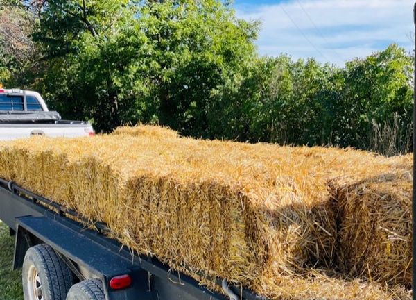 Baled Straw Bales for Sale