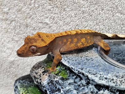 Crested Gecko Clean Up Crew, isopods and springtails