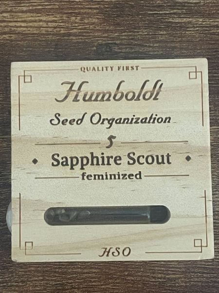 Sapphire scout 5 fems