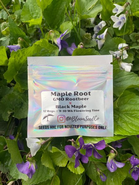 Maple Root