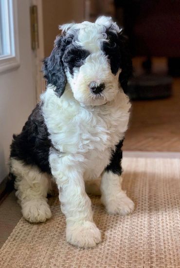 sheepadoodle
