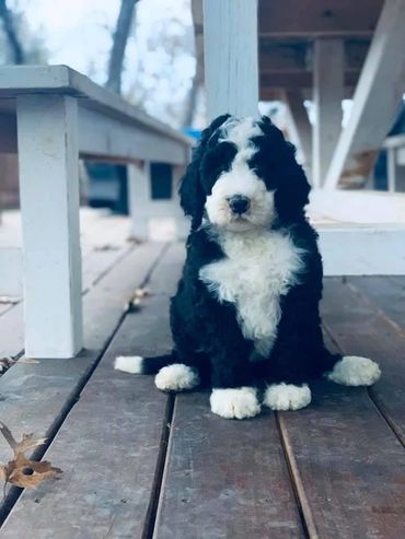 Sheepadoodle