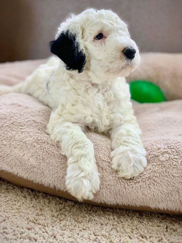 Sheepadoodle