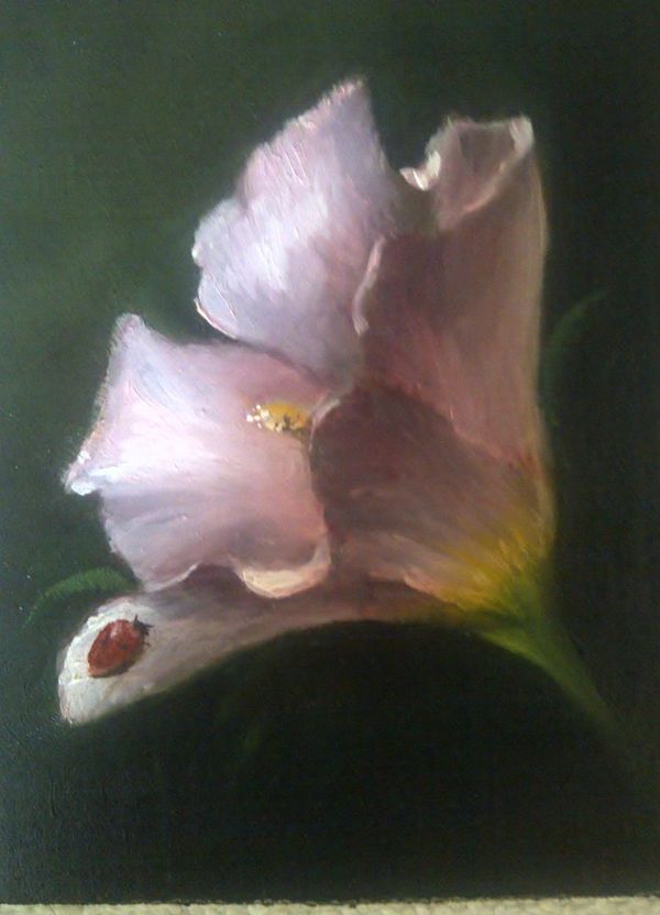 Rose of Sharon 