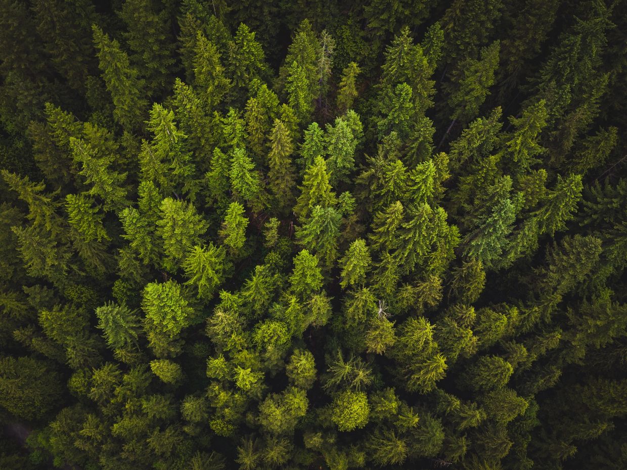 Wildfire Prevention Forestry Mulching Fuel Reduction Mariposa, CA Ascent Forestry Orchard Removal