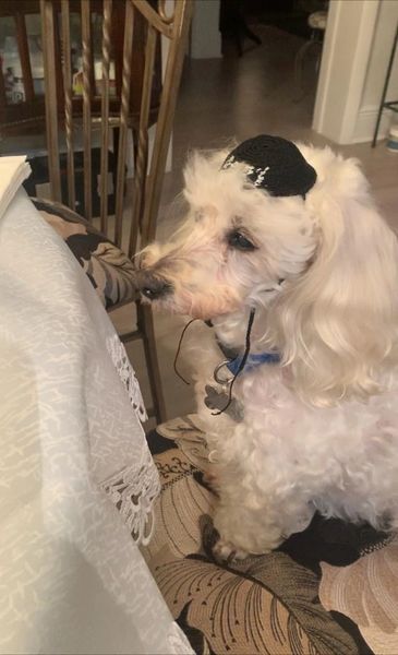 Kippah For Your Precious Pet!