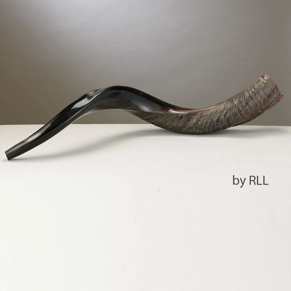 Yemenite Shofar Large - Made in Israel