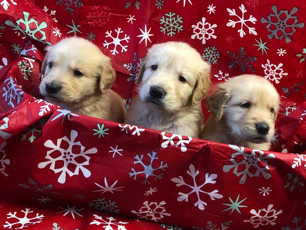Available Puppies