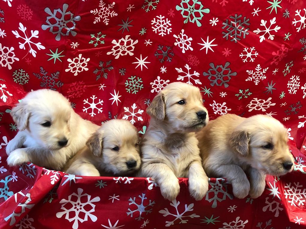Available Puppies