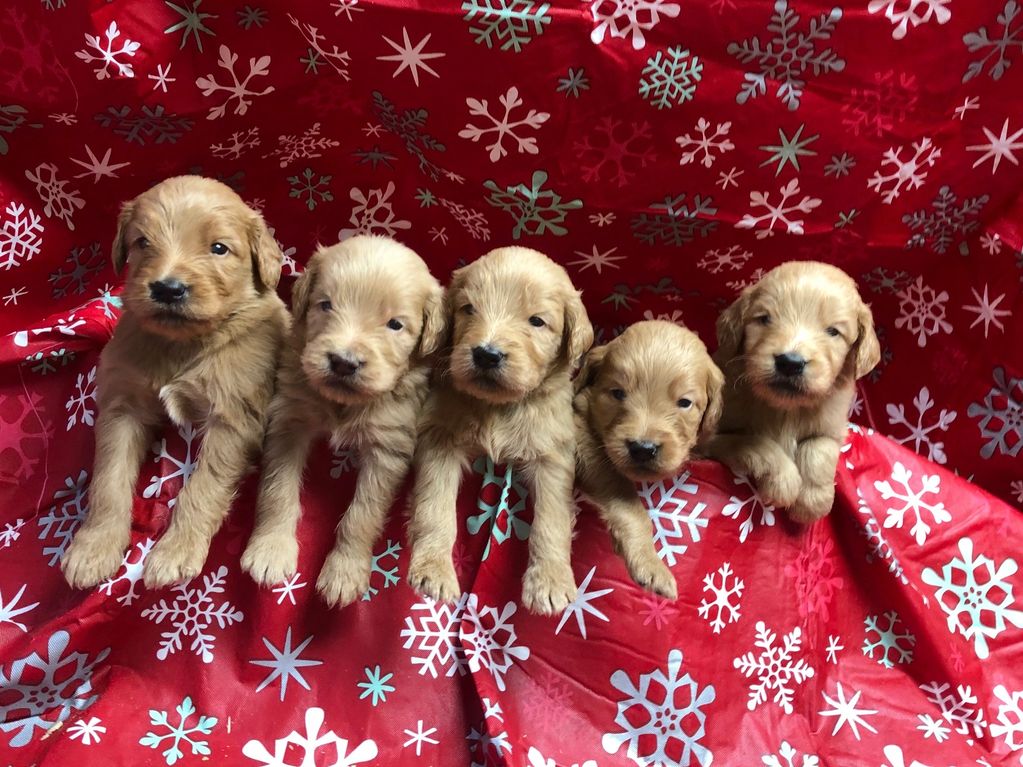 Available Puppies