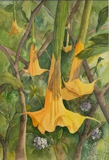 Angel's Trumpet 1