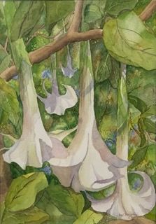 Angel's Trumpet 2