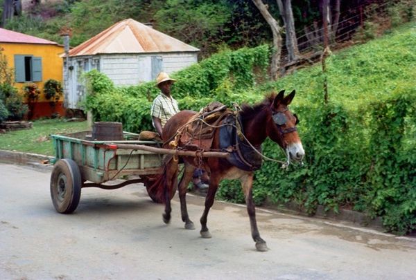 Mr. Brewley's Donkey