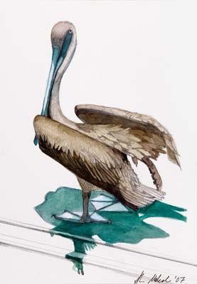 Pelican #1