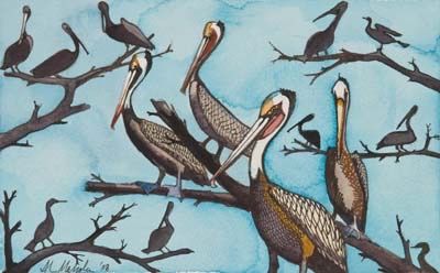 Lots of Pelicans