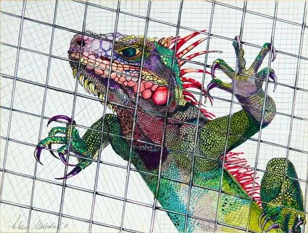 Iguana In Cage