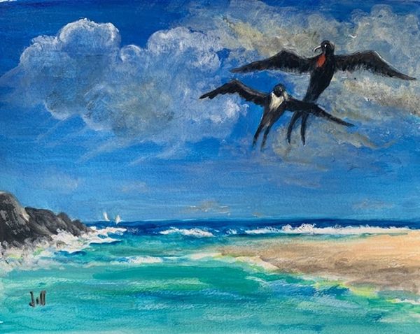 Frigate Birds Flirting Over Green Cay"