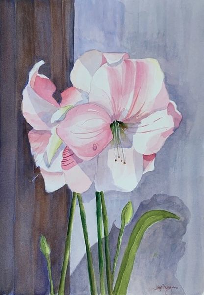 Blushing Amaryllis - Original Watercolor Painting by Jinx Morgan