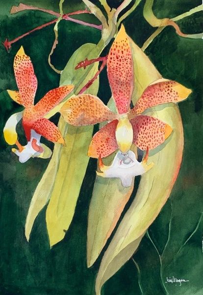 Orchid Exotic - Original Watercolor Painting by Jinx Morgan