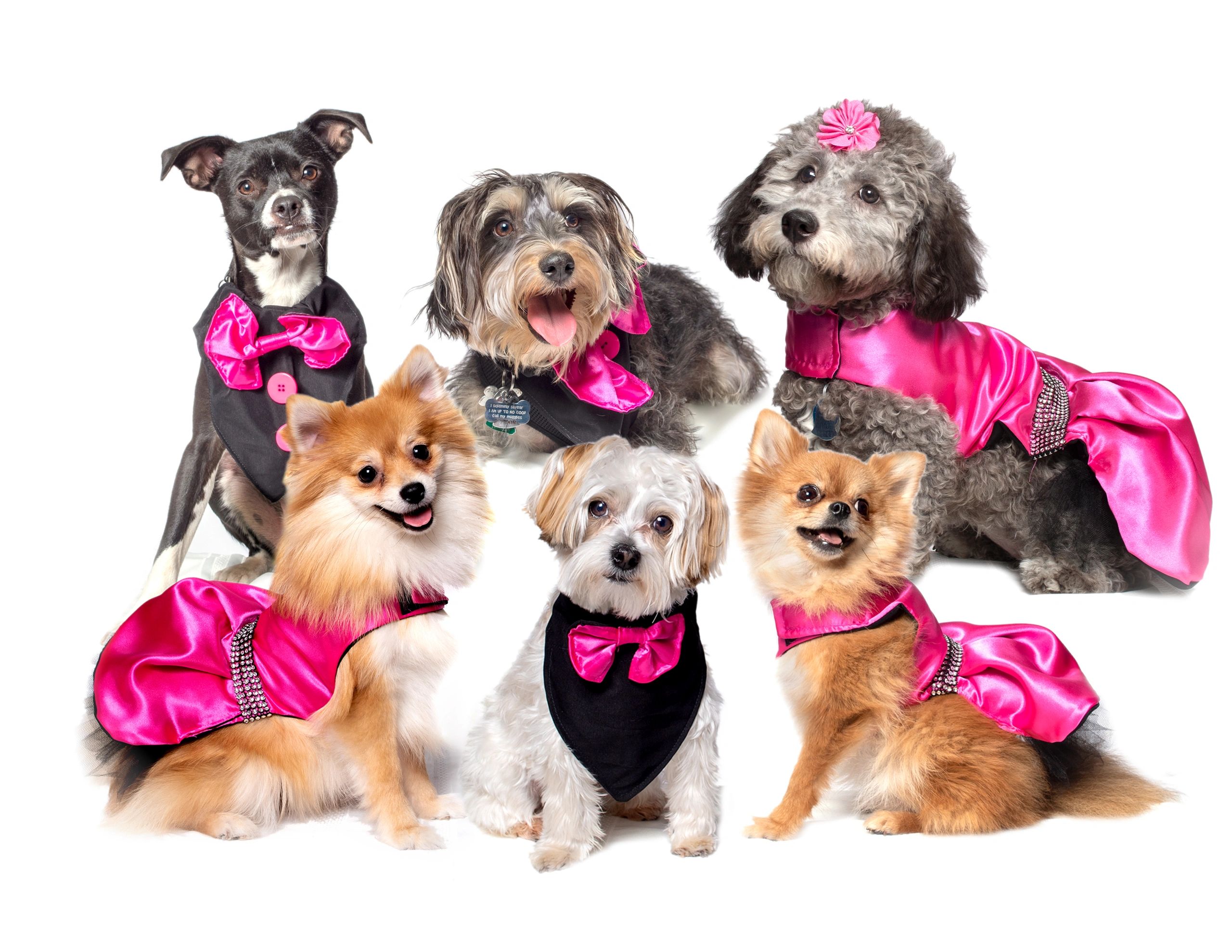 Bow ties high fashion for small dogs. Glam for dogs.