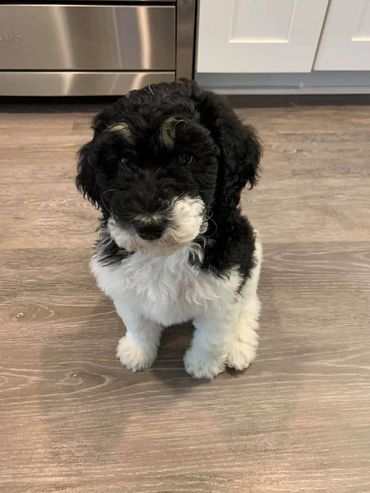 Sheepadoodle puppy
