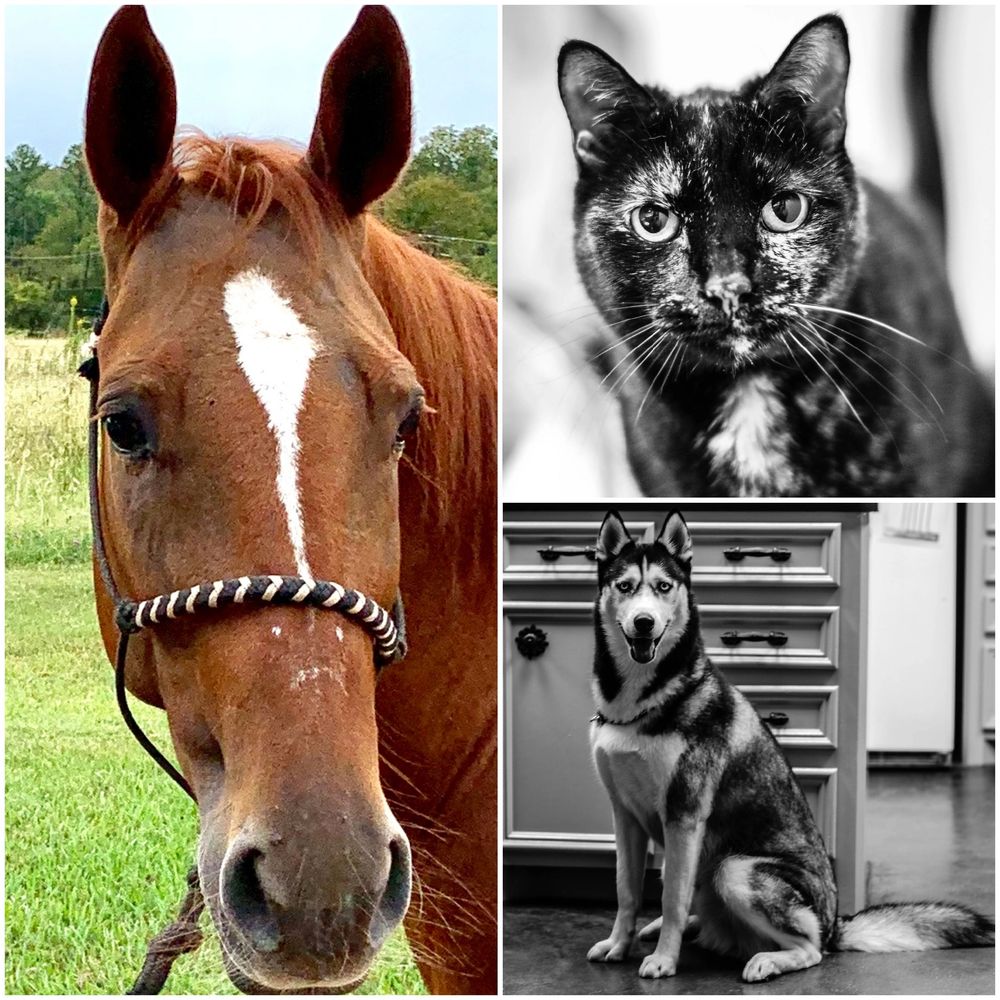 Veterinary Hospital of New Waverly Home