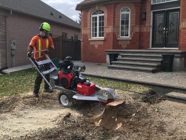 Grinding out a stump at a tree removal job in Georgetown. The customer wanted to make the area usabl