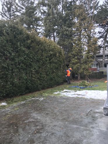 Cedar hedges should be pruned at least once every 2 years to maintain their shape.