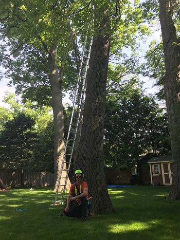 80 foot hollow Oak tree at a job in Mississauga 