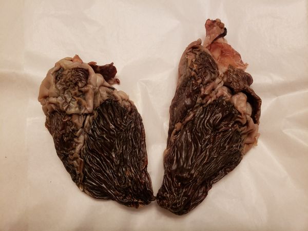 Pig Heart (half)