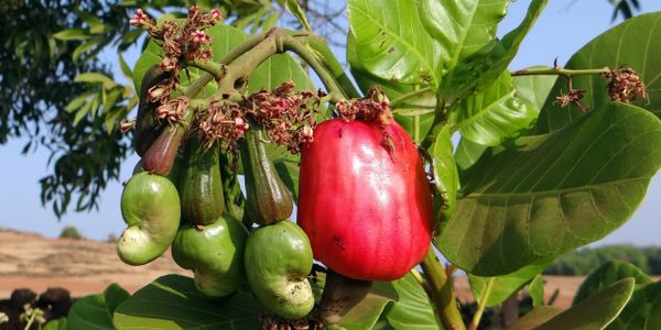 Cashew Nut