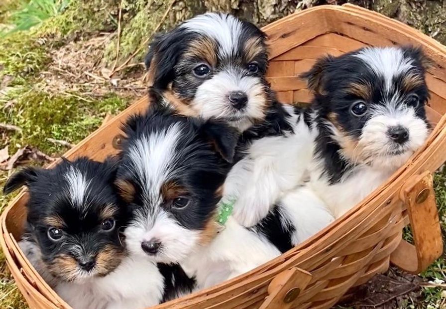 Available Puppies | B & B Yorkie Kennels