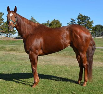 First Carolina
Broodmare
Racehorse