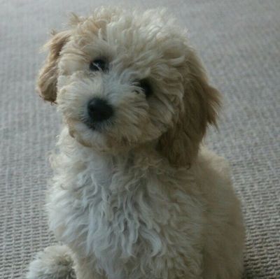 Cavapoochon puppy at one to one training