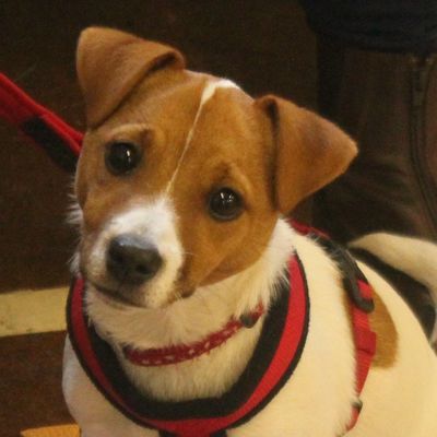 Jack russell puppy in socialisation classes