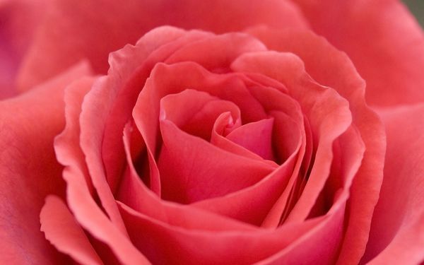 Blossoming Into A Flower