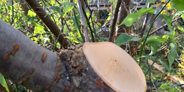 Tree pruning done to BS 3998.